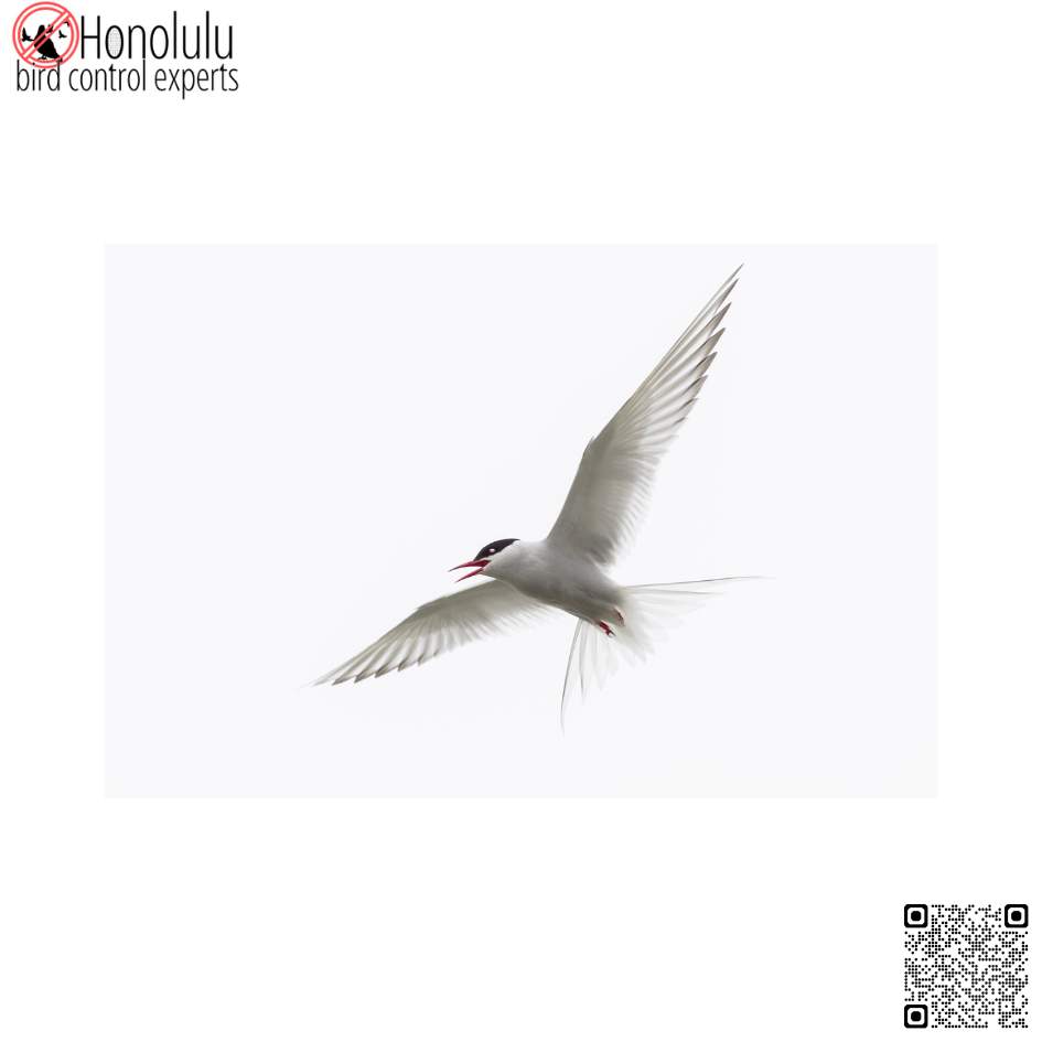 Why Bird Droppings Are a Bigger Problem Than You Think