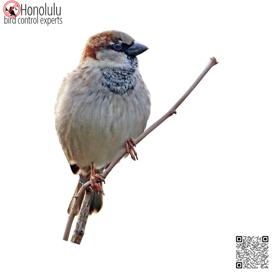 Bird Control for Businesses: Protecting Your Investment