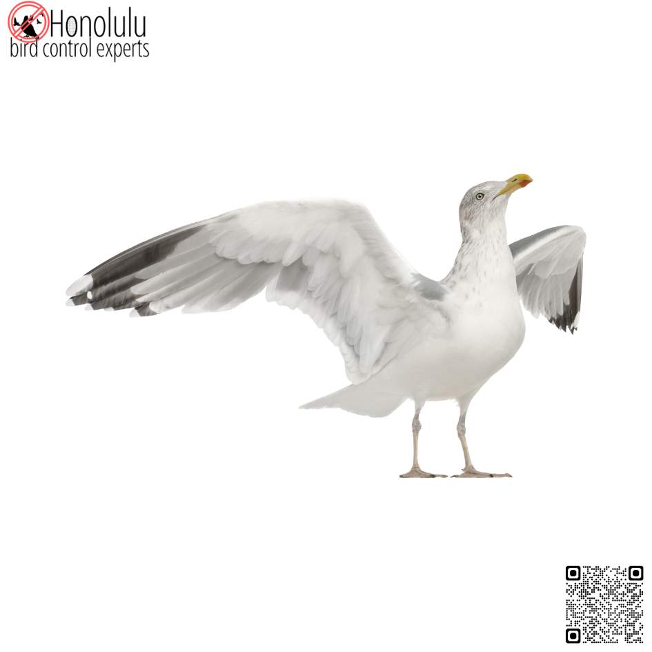 Effective Bird Control in Honolulu: Keep Your Property Safe