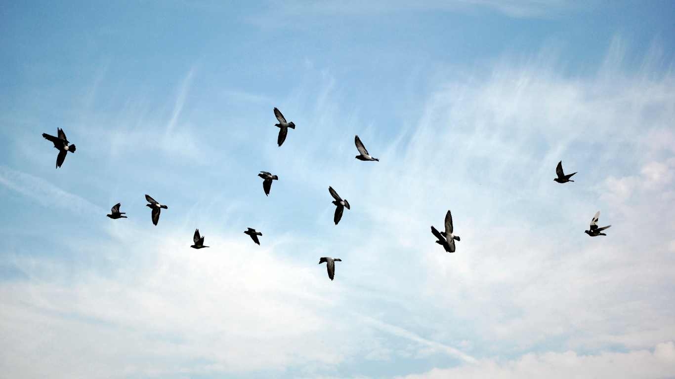 Honolulu Bird Control Experts